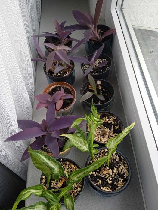 Sadzonki roślin doniczkowych- trzykrotka purpurowa, róża chińska