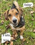 Oskar do adopcji w typie beagla