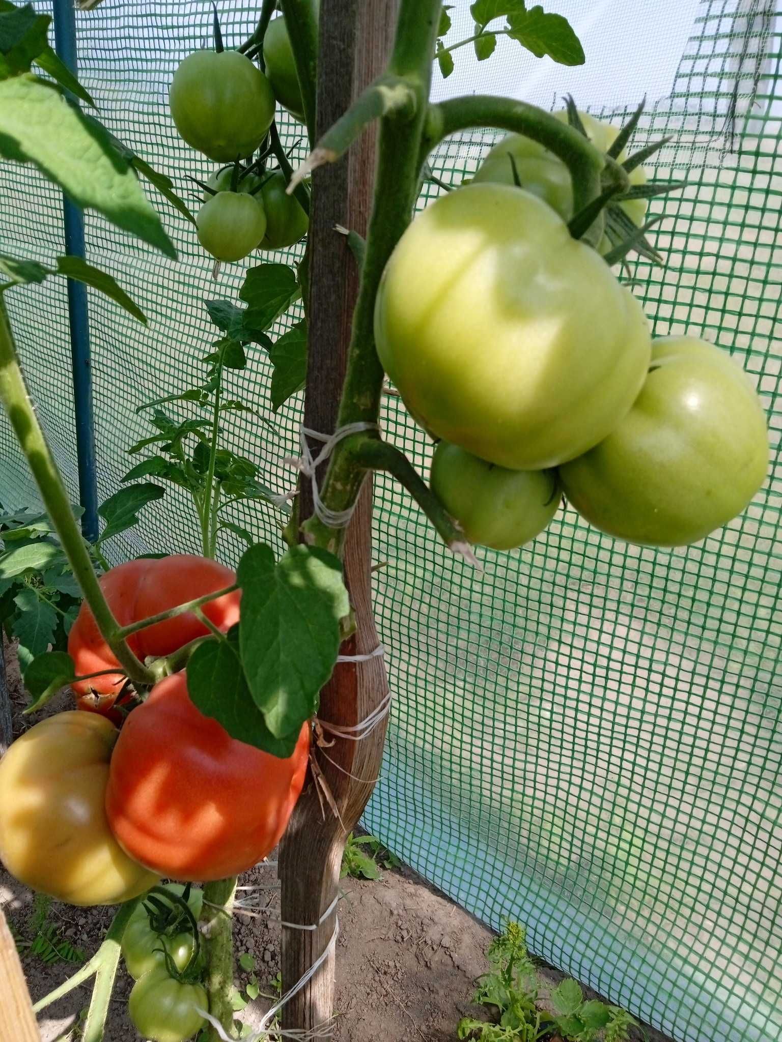 sadzonki pomidora papryki warzyw