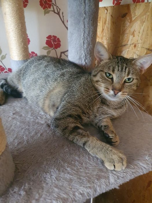 Kotka do adopcji