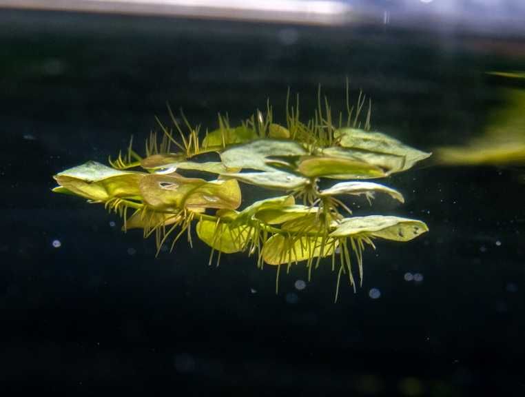Rośliny antyglonowe na start Paprotnica Limnophila Phyllantus Fluitans