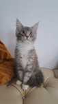 Kotka MaineCoon niebieska srebro