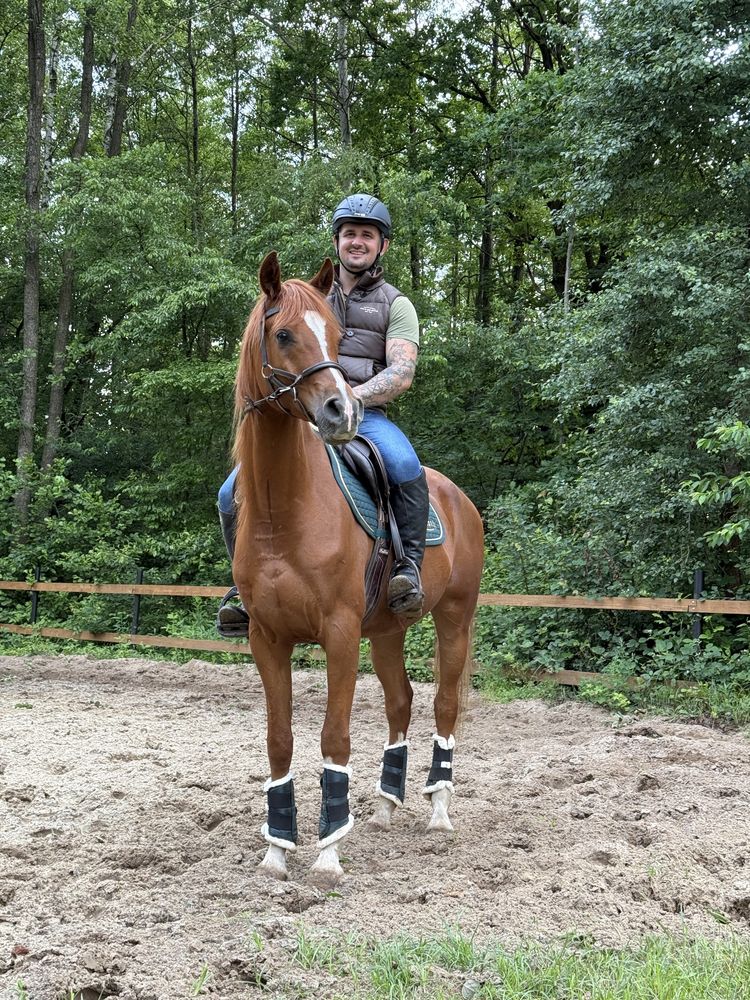 Piękny wałach 5 lat 157 cm RTG