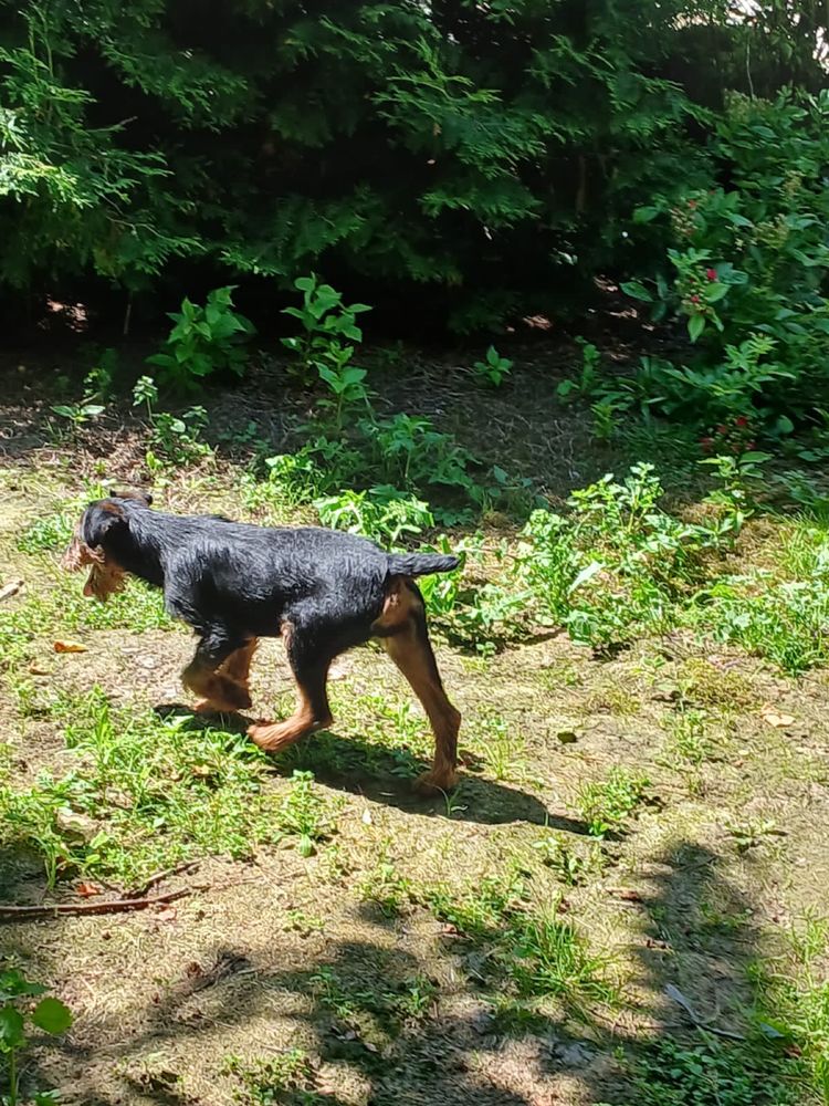 Terrier niemiecki piesek