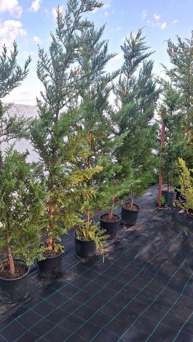 Jardim das Oliveiras