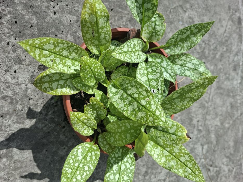 Miodunka z mojego ogrodu