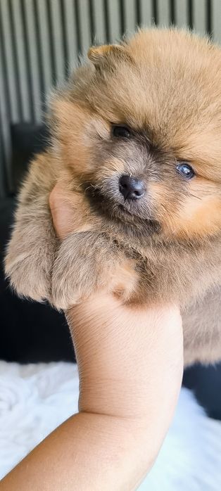 Spitz Anão/ Lulu da Pomerânia olhos azuis  Mini.