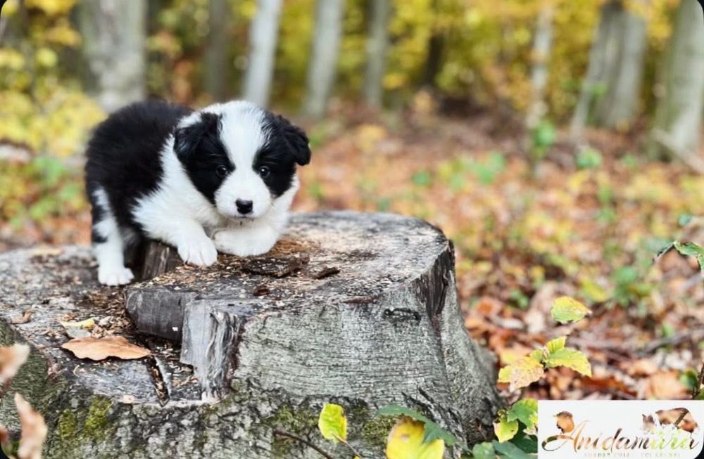 Border Collie szczeniak szczenię zkwp fci