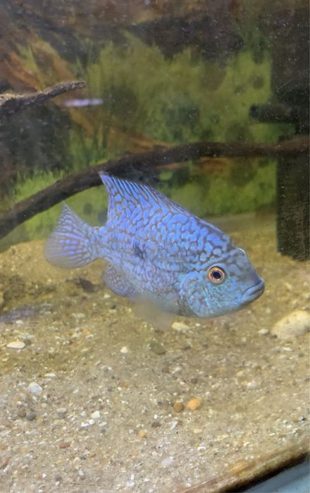 Femea texas blue