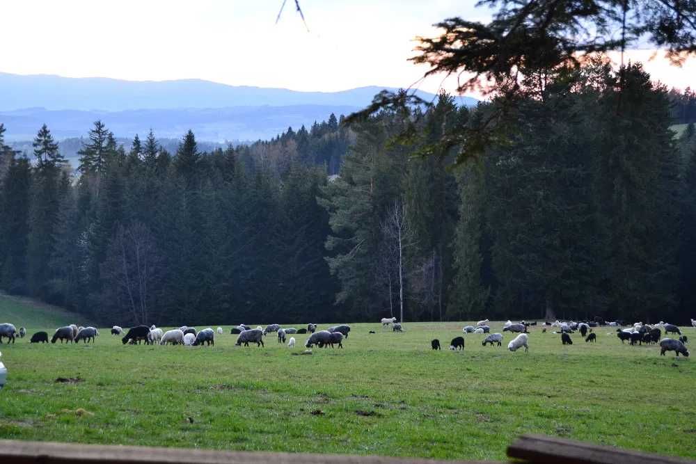 Jagnięcina , baranina, kozina, wysyłka, styrobox .