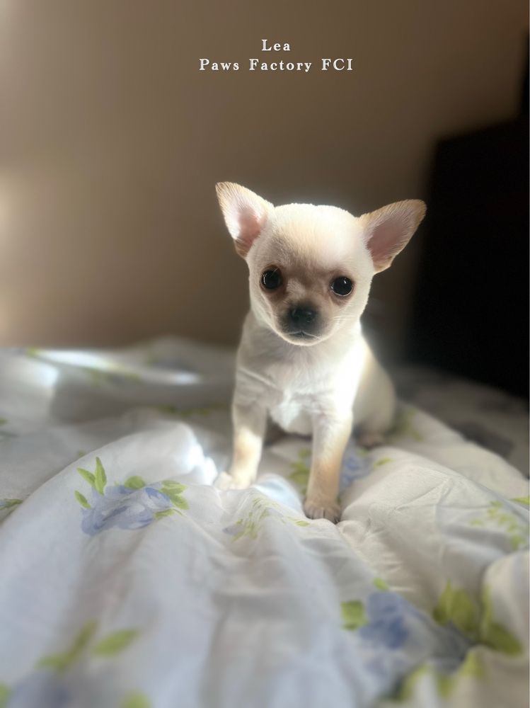 Chihuahua krótkowłosa