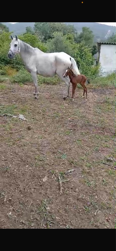 Egua Russa super docil
