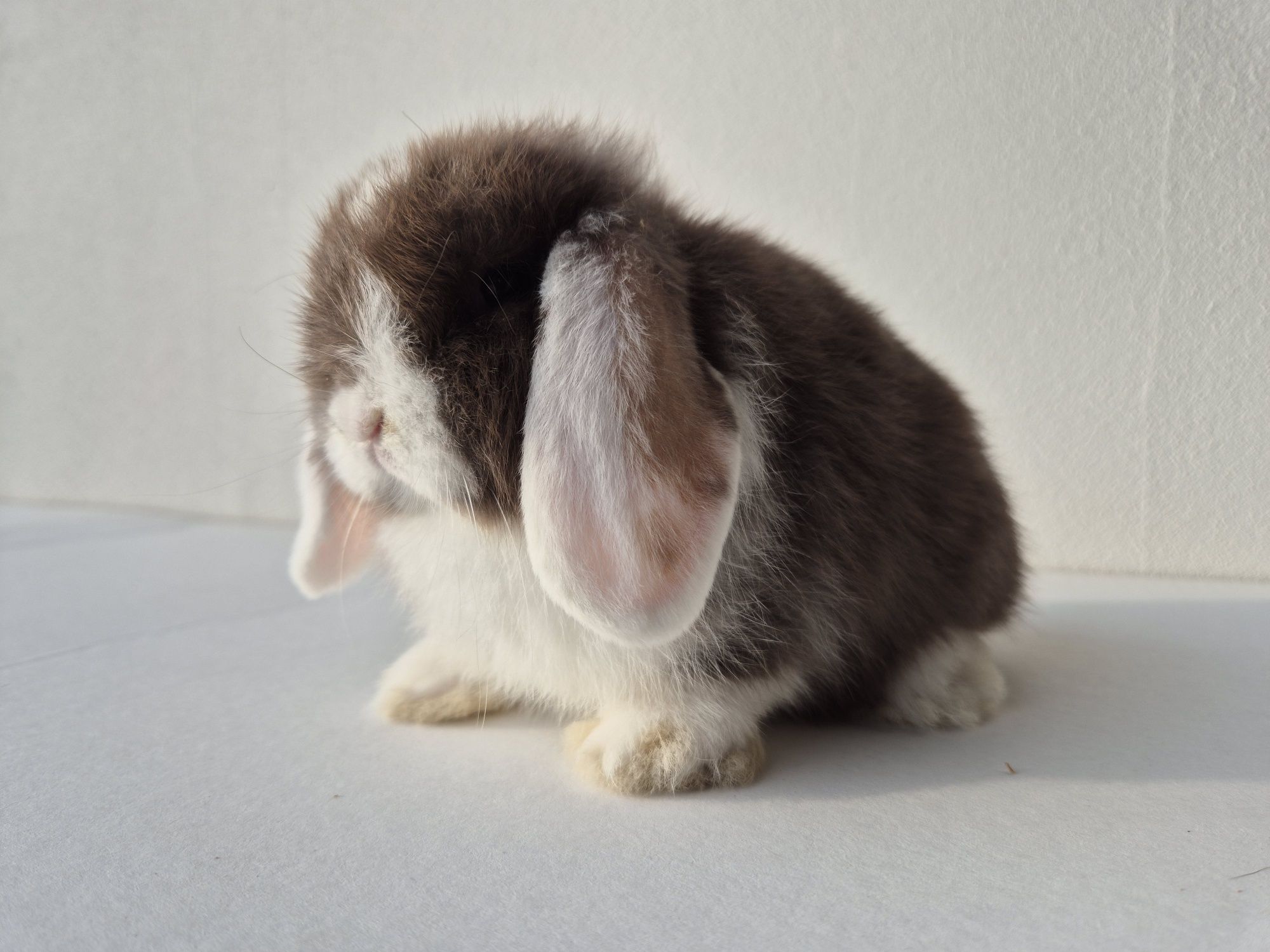 Króliki Mini -Lop