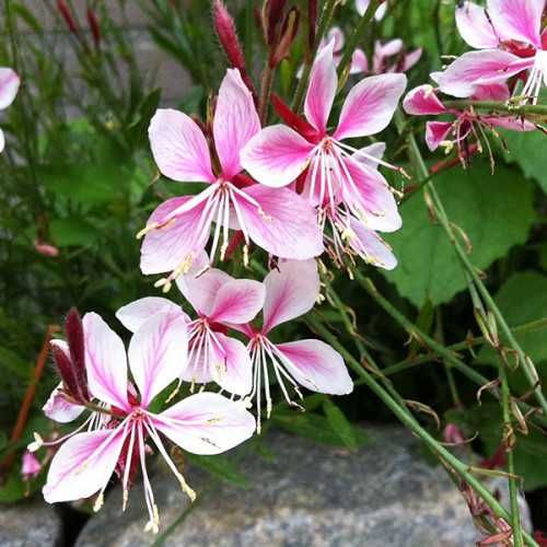 Гаура або бджолоцвіт