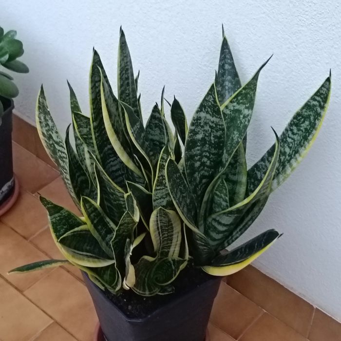 Campo Grande - Telheiras - Vendo Plantas Lindas