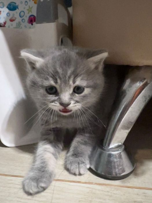 Котики шотландські