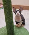 Piękny Devon Rex, FPL,FIE