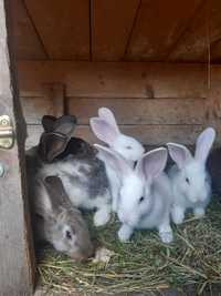 Młode króliki...