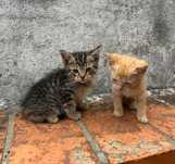 Gatinhos para Adoção