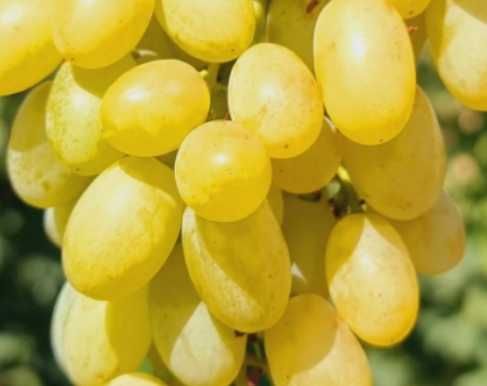 виноград кіш-міш Хеллоуін , Аватар  в контейнері