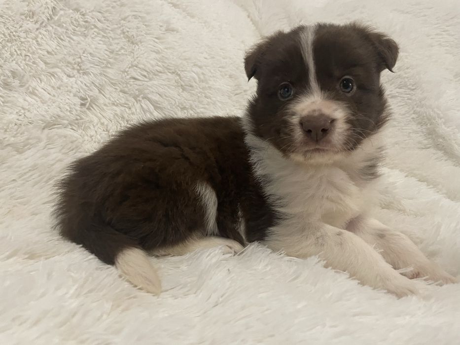 Border collie suczka