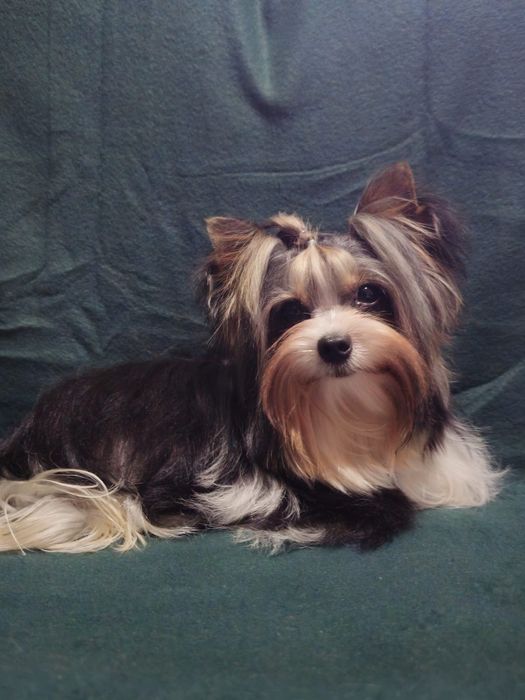 Samiec yorkshire terrier biewer
