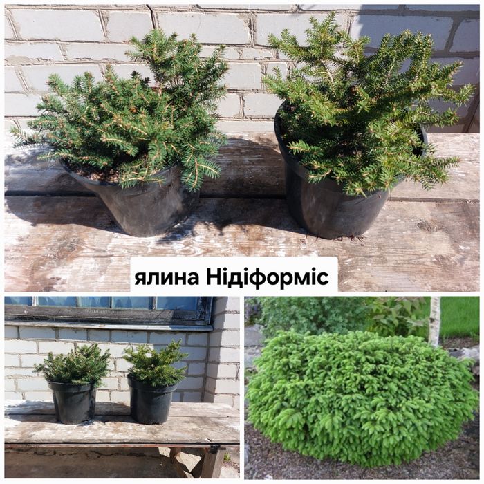 Ялина Коніка, ялина Нідіформіс, ялівці скельний Блю Ароу та інші