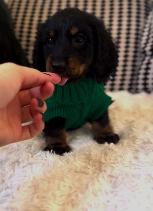 Породисте цуценя такси на продаж