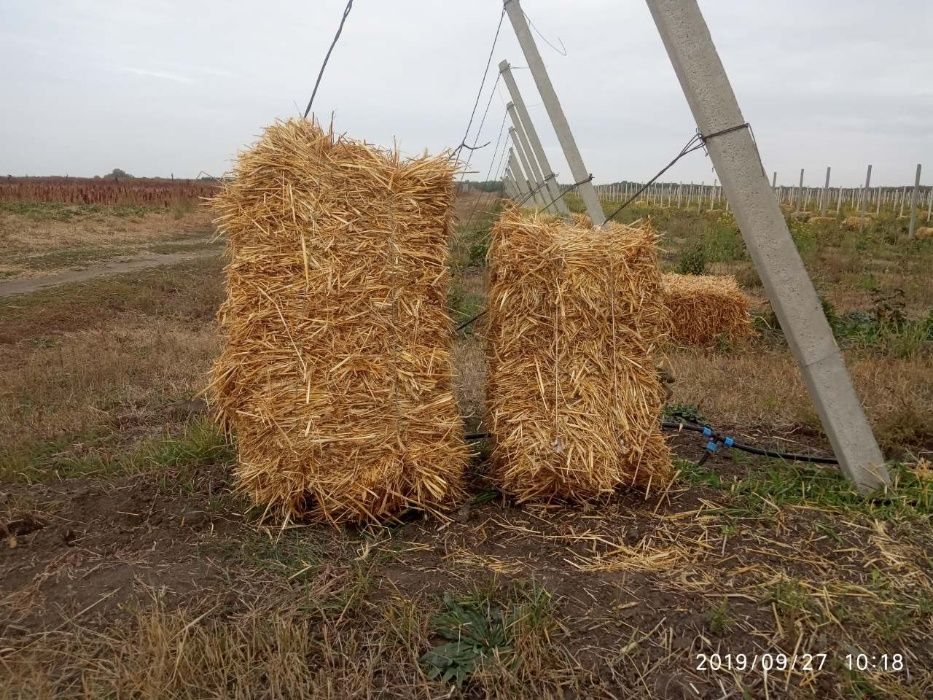 Солома ржаная в тюках (органическая)!