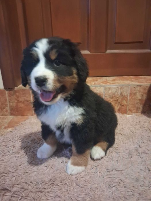 Berneński Pies Pasterski