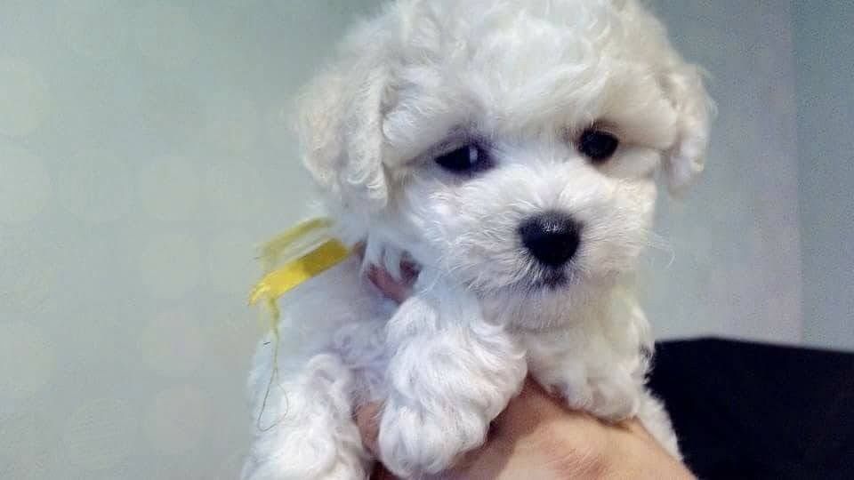 Śliczna dziewczynka Fibi bichon frise