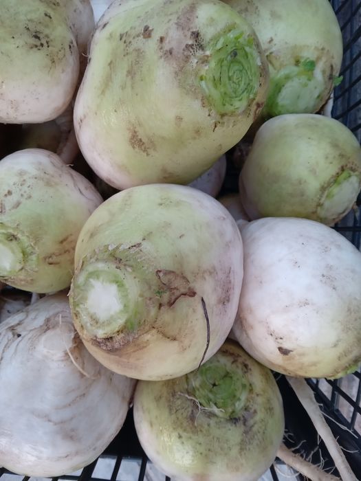 Редька біла, 160 грн за 1 кг
