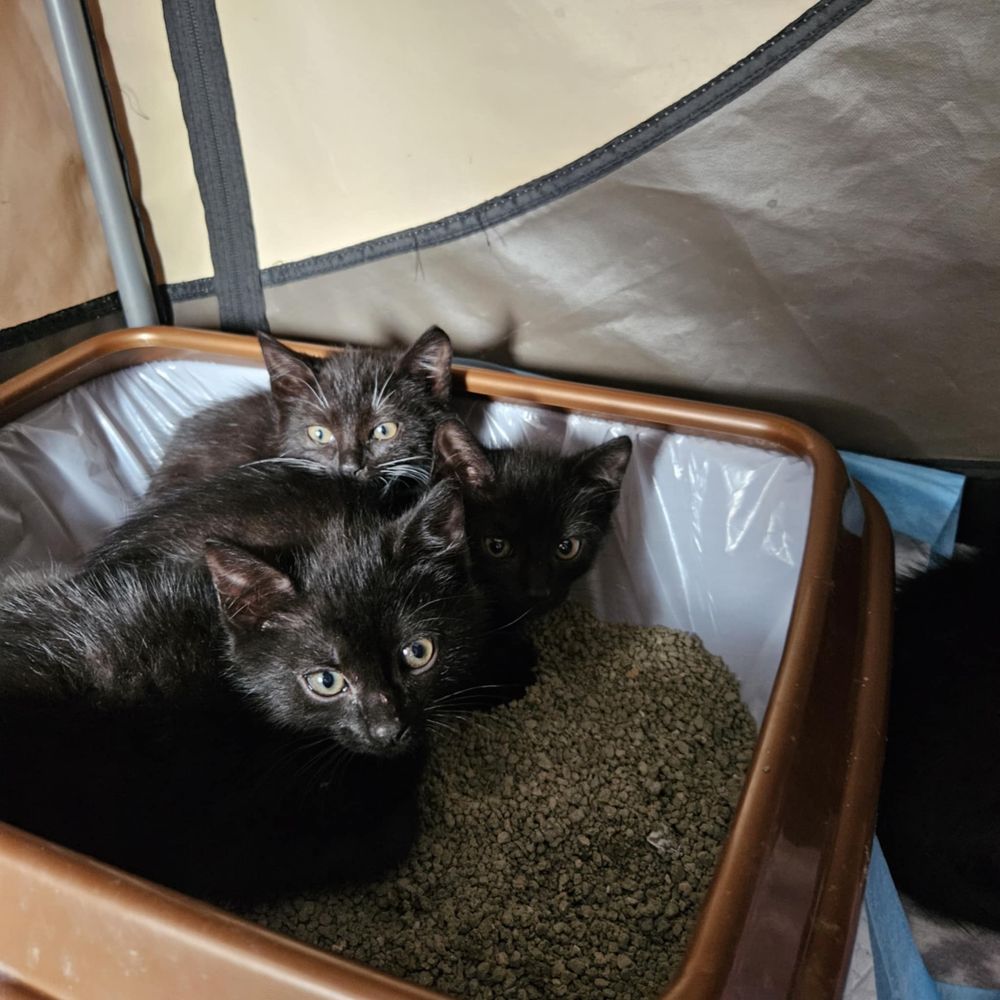 Do pilnej adopcji stado kociaków