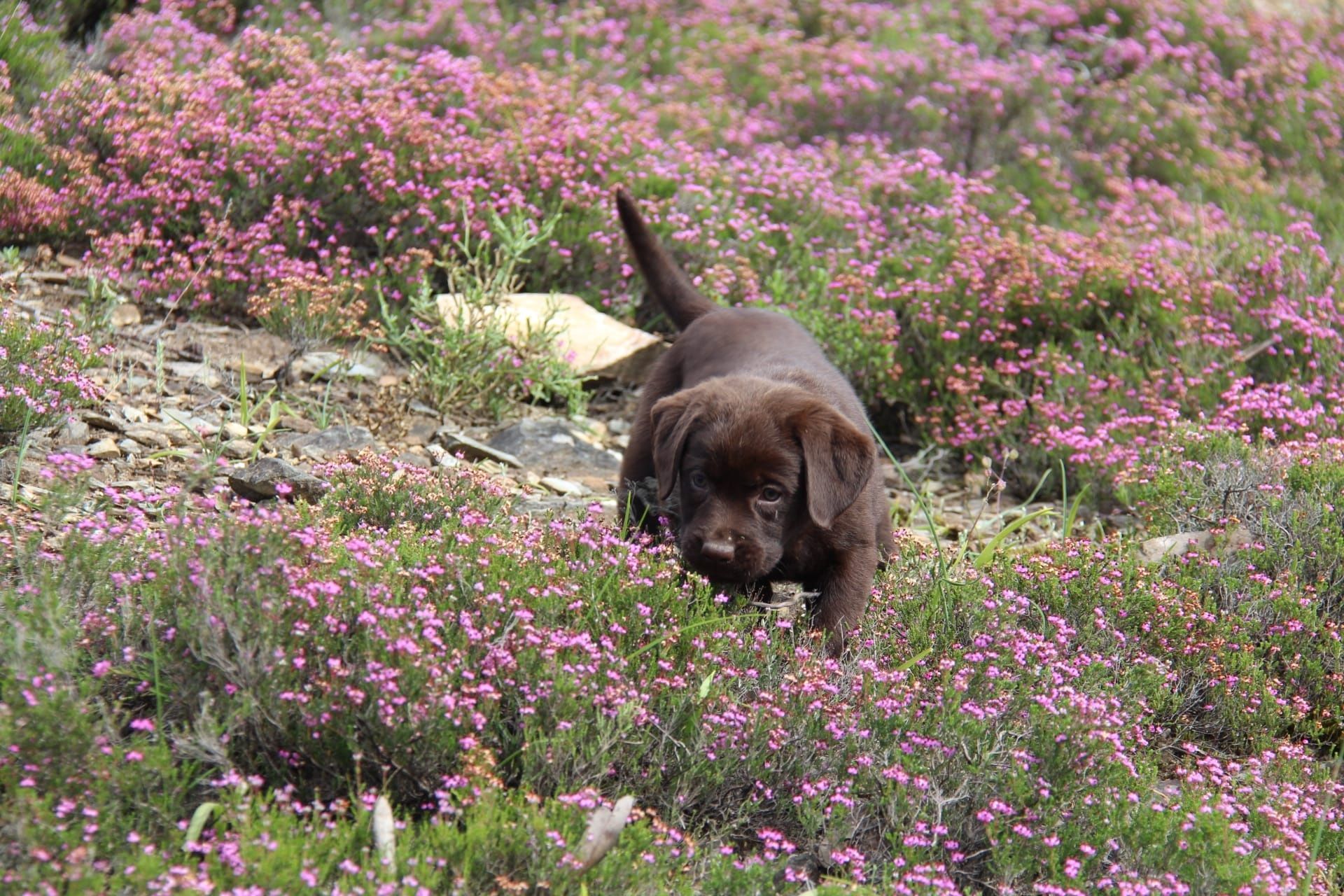 Labrador com Lop