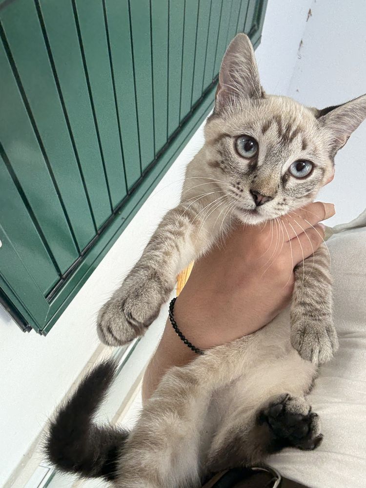 Gatinha para doacao
