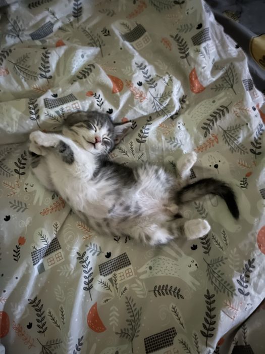 Віддам лагідного котика, в добрі руки