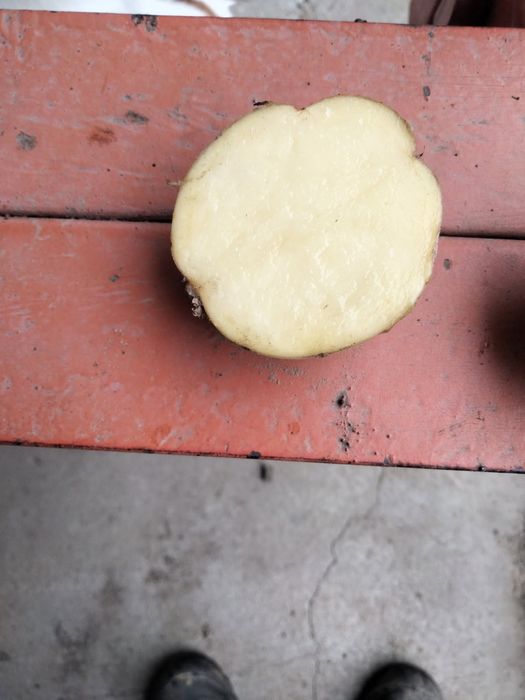 Ziemniaki Michalina worek 20 kg