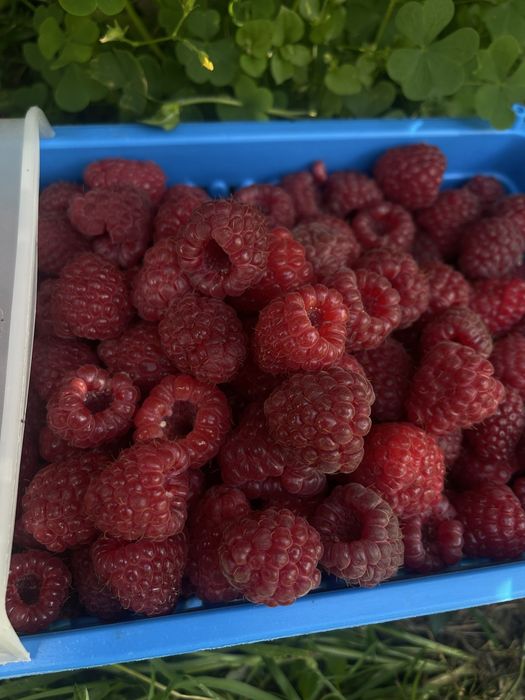 Sprzedam sadzonki maliny jesiennej Poemat, Sugana, Joan Jay i letnie