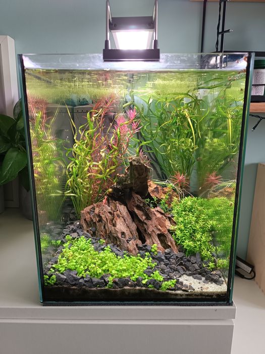 Akwarium 40x25x30 z obsadą i sprzętem