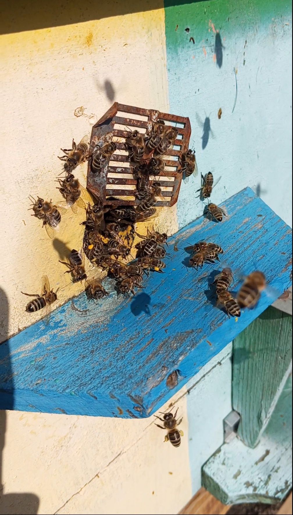 Бджолопакети Карніка Пріма Ф 1