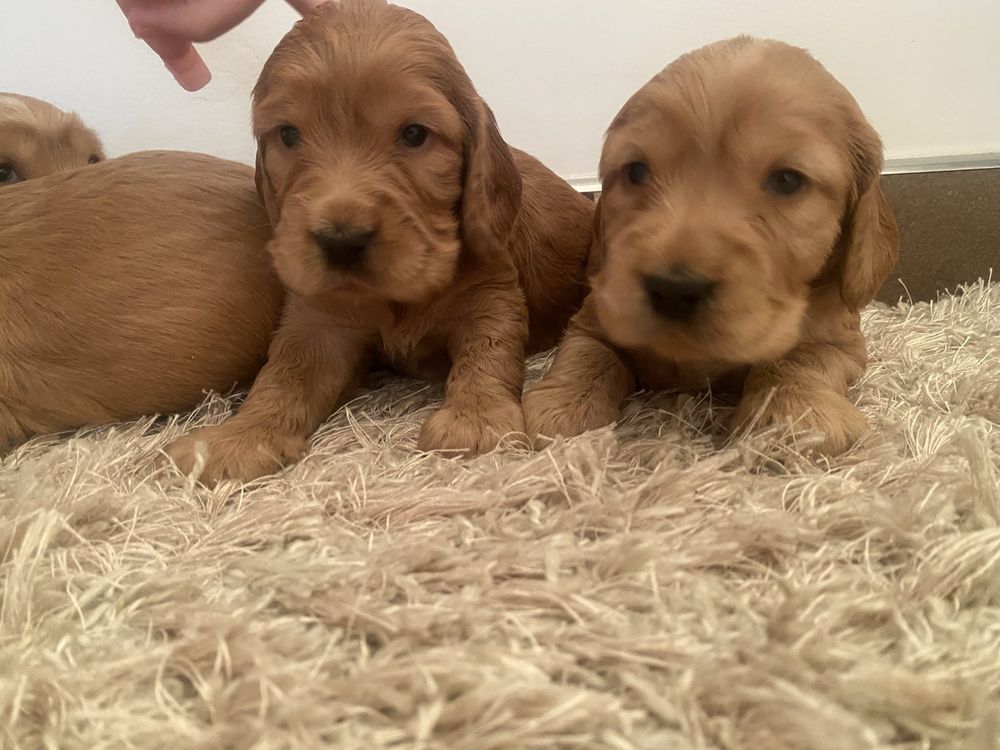 Szczenię cocker spaniel angielski