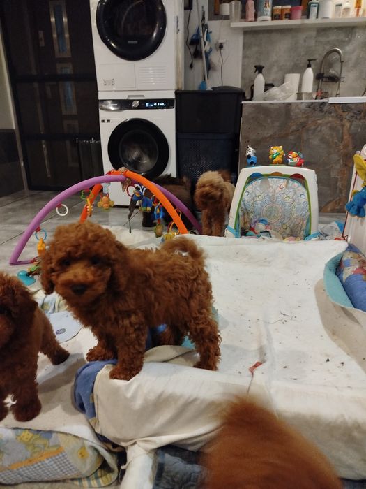 Pudel miniaturowy Red Braun po rodzicach toy