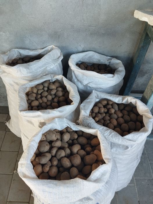 Продам дрібну кормову картоплю