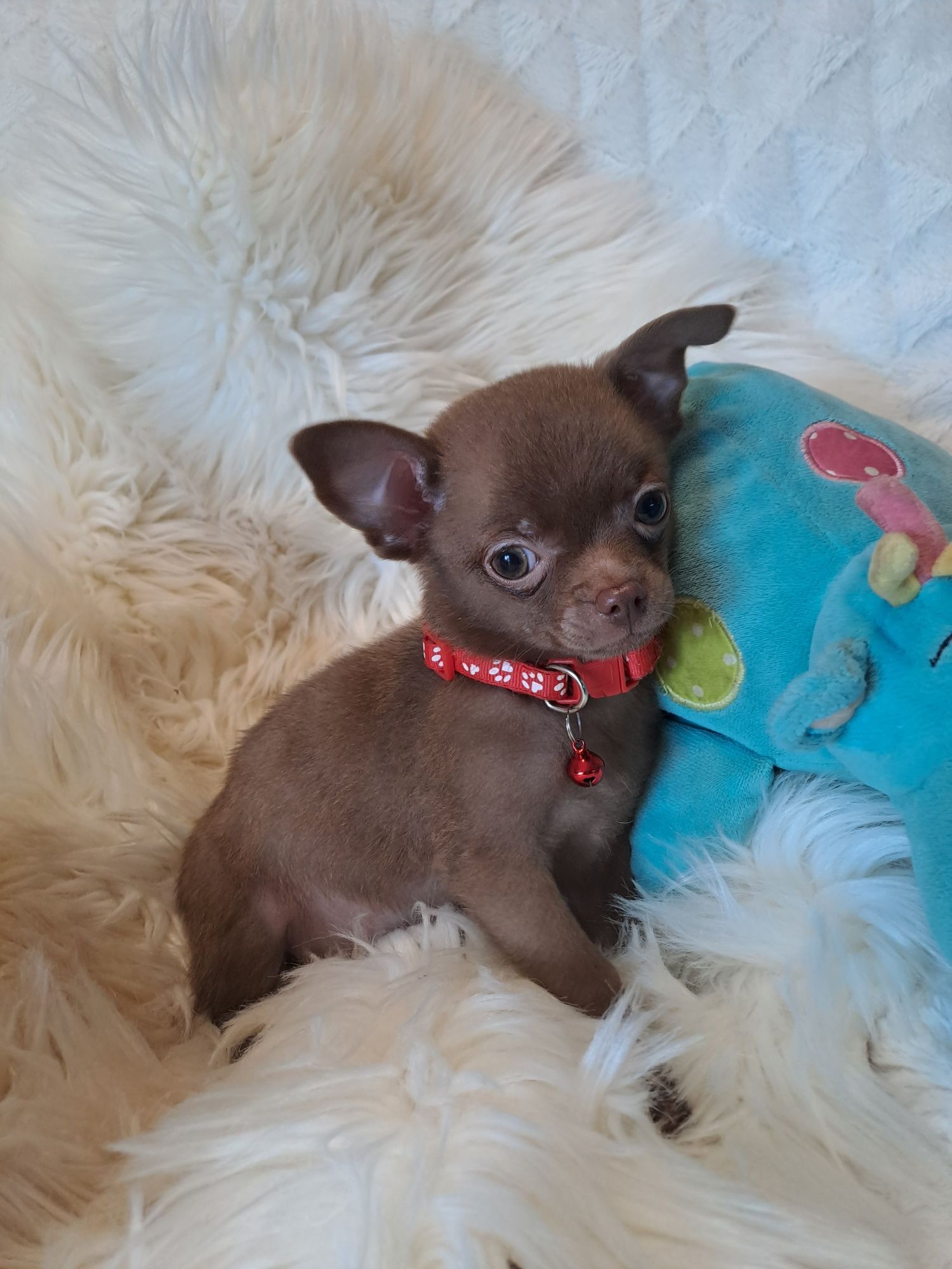 **MAYBI**chihuahua piesek choco gotowy do odbioru