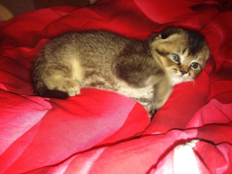 Кошенята шукають родину