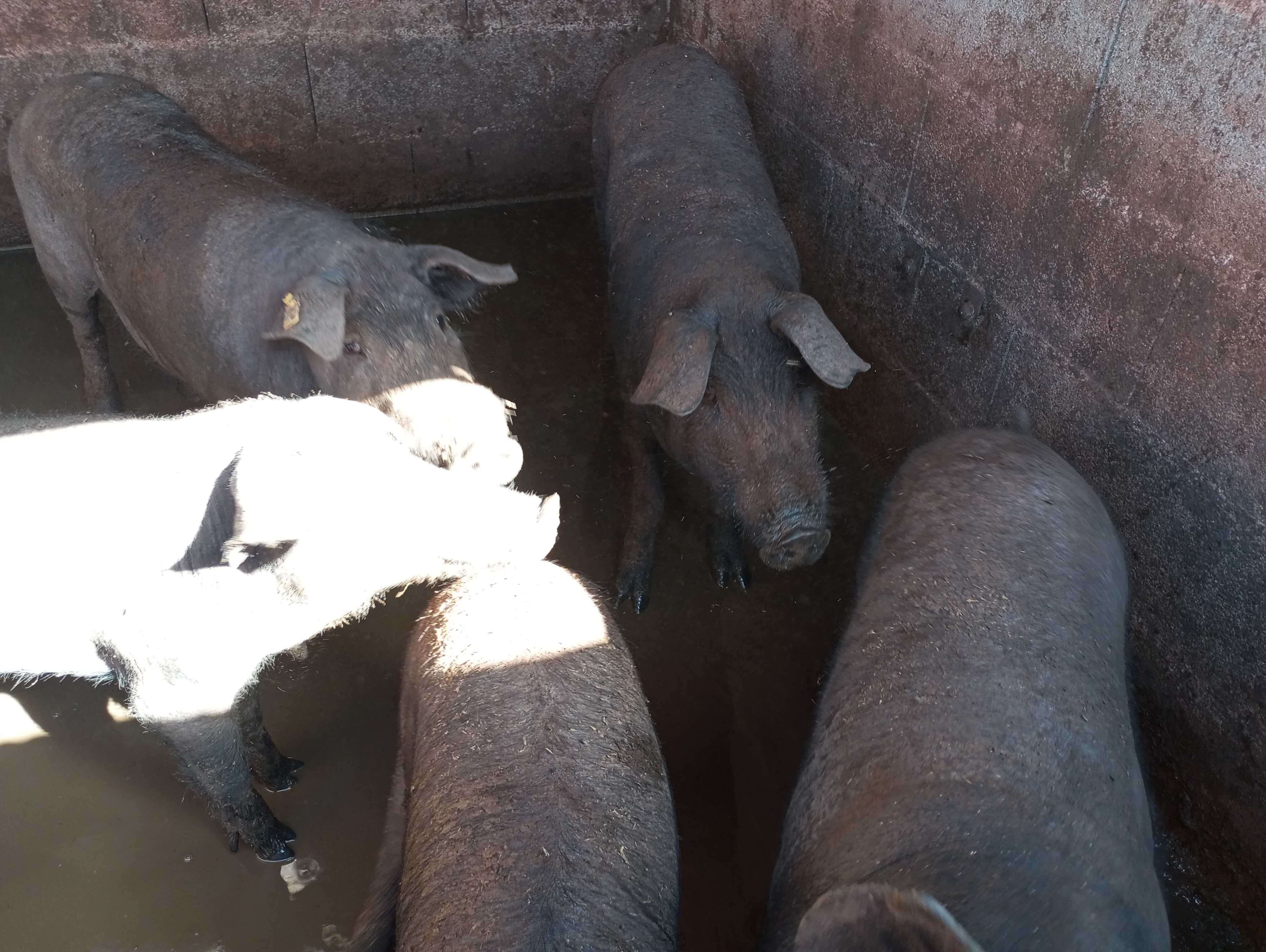 leitões cruzados pietran/Duroc, porcos pretos