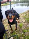 Hera- ok 2,5 letnia rottweilerka do adopcji