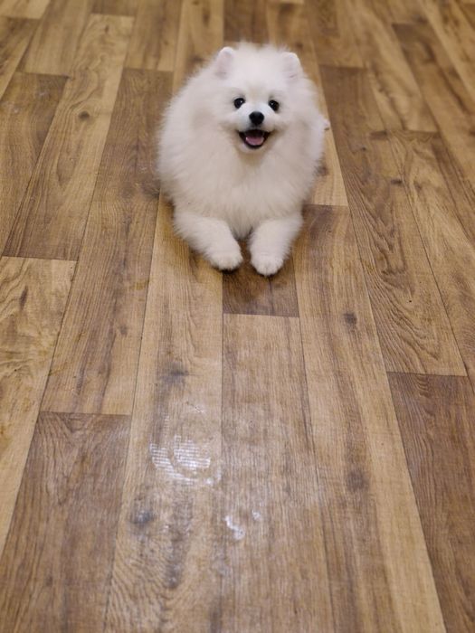 Померанский шпиц мальчик