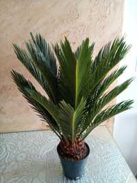 Cykas. palma kwiay doniczkowe domowe