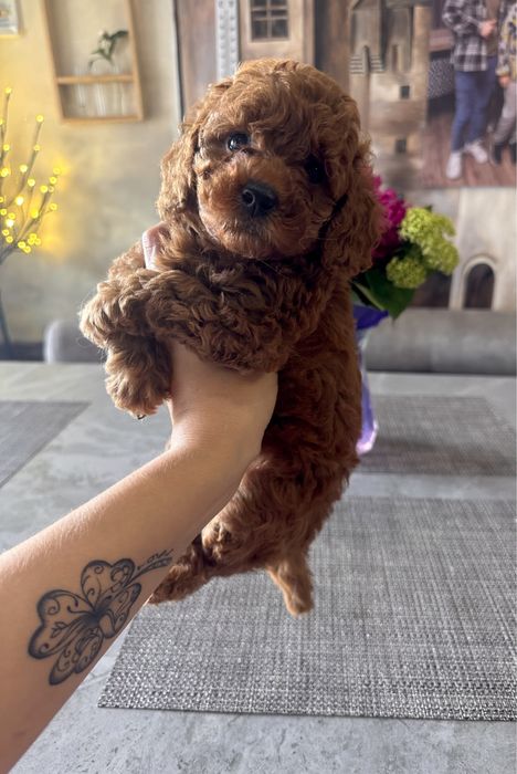 Дівчата той пуделя